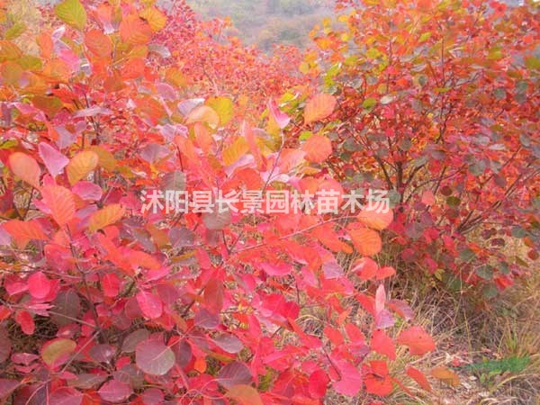 今年紅櫨種子賣(mài)多少錢(qián)一斤？江蘇哪里有賣(mài)紅櫨種子的？