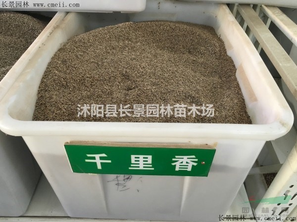千里香種子多少錢一斤？在哪里能買到？