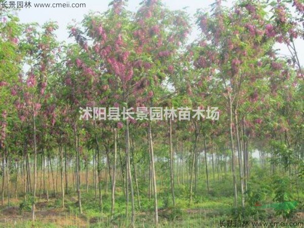 香花槐種子市場(chǎng)多少錢(qián)一斤？