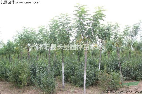 香花槐種子市場(chǎng)多少錢(qián)一斤？