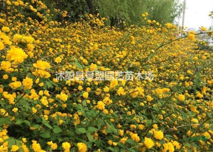 棣棠花幾月份開花？