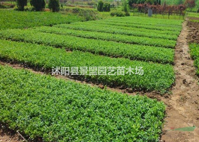棣棠花幾月份開花？
