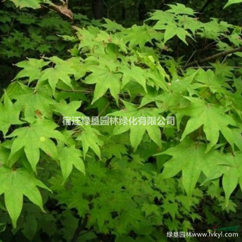 青楓·青楓圖片·青楓種植基地