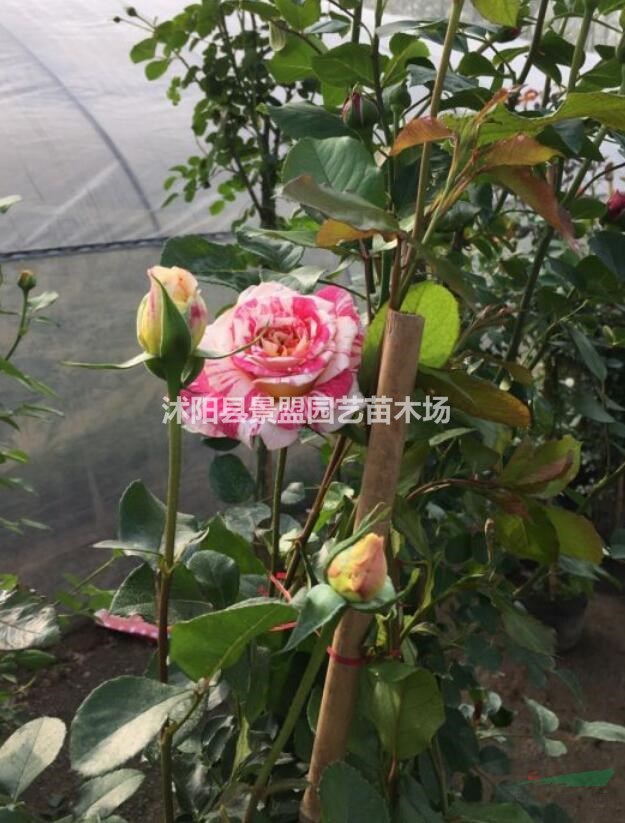 綠化工地中的豐花月季種植密度一平方米多少棵合適