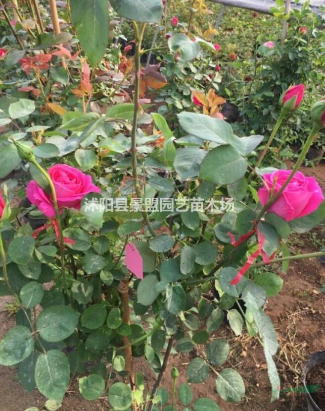 綠化工地中的豐花月季種植密度一平方米多少棵合適