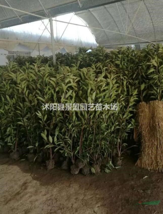 法國冬青一年可以長多高？
