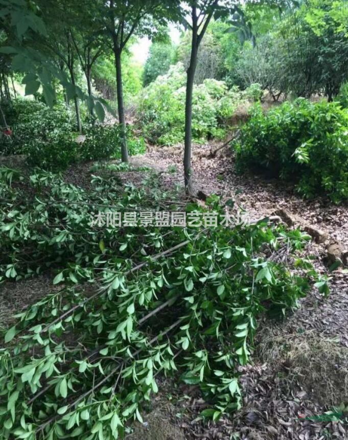 法國冬青一年可以長多高？
