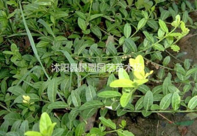 種植扶芳藤有沒有訣竅