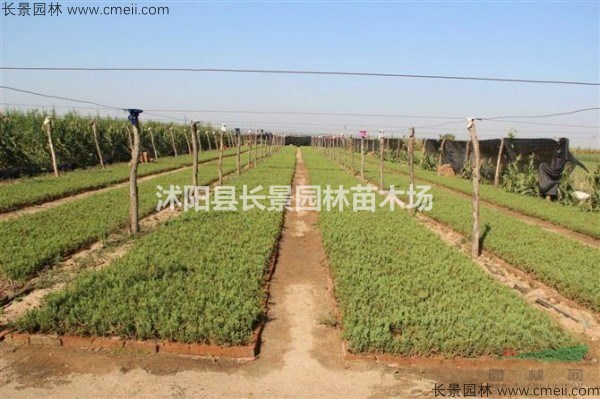請問柏木種子去哪里能買到？柏木種子價格