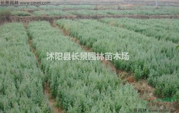 請問柏木種子去哪里能買到？柏木種子價格