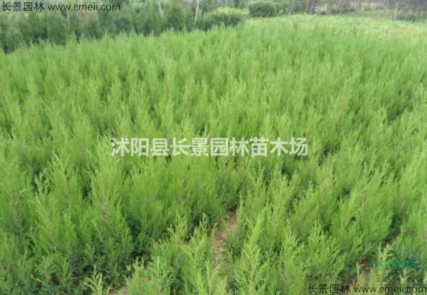 江蘇哪里可以買到柏木種子？