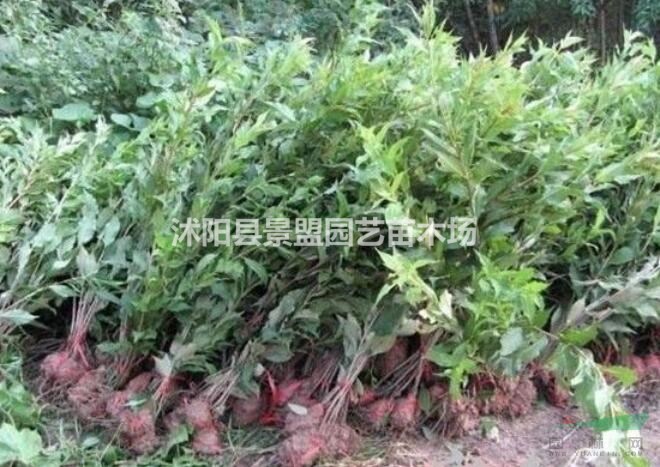 紅王子錦帶1平方種植多少棵？