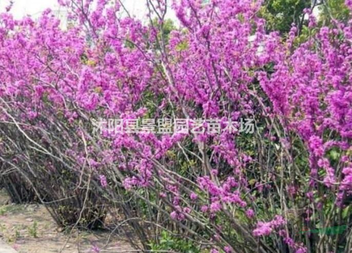 紫荊花品種有哪幾個(gè)？