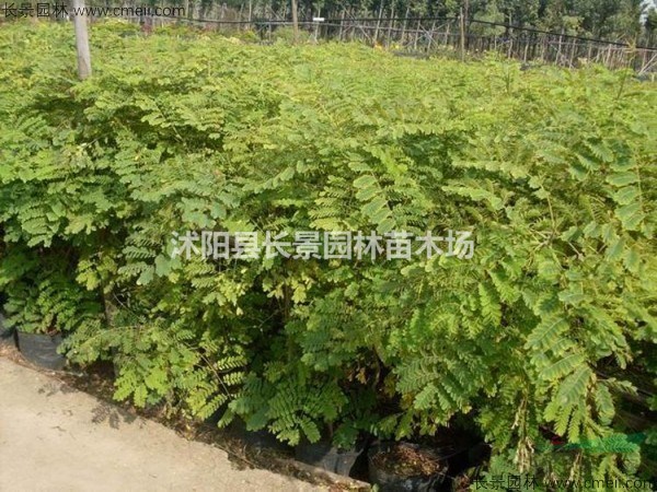江蘇哪里有賣洋金鳳種子的？哪里價格比較便宜？