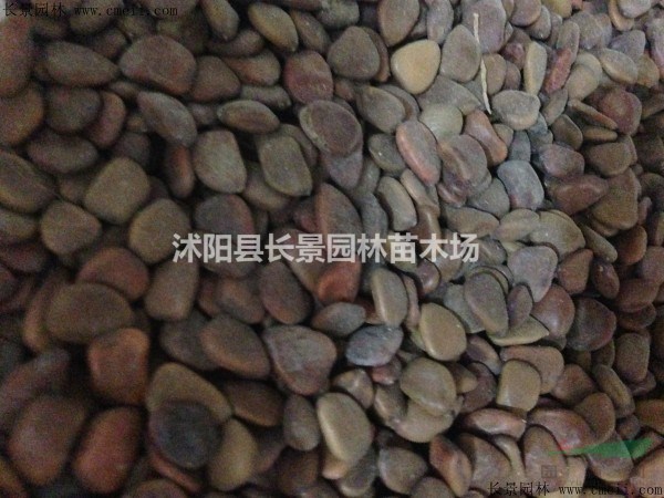 江蘇哪里有賣洋金鳳種子的？哪里價格比較便宜？