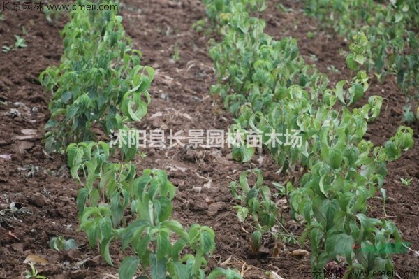 四照花種子價(jià)格，四照花種子哪里有賣？