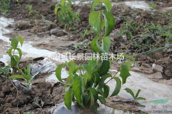 四照花種子價(jià)格，四照花種子哪里有賣？