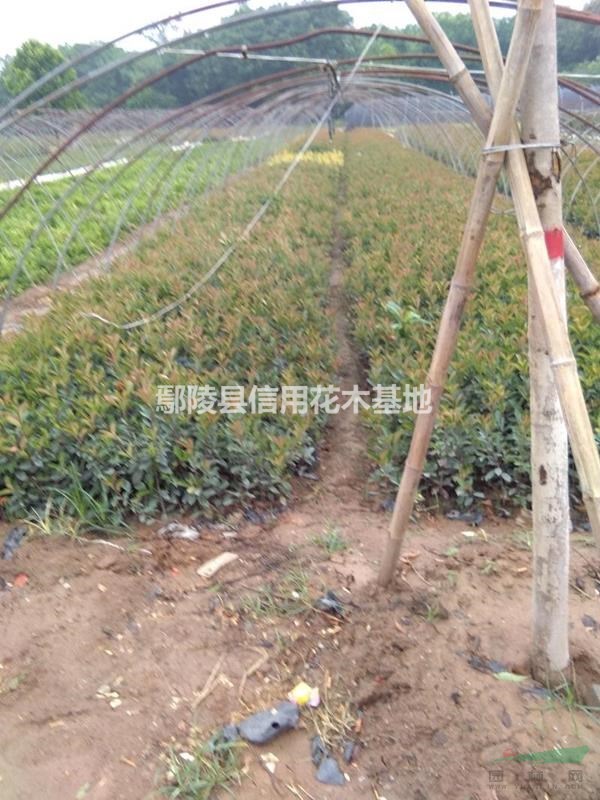 河南紅葉李，鄢陵紅葉李報(bào)價(jià)4公分12元