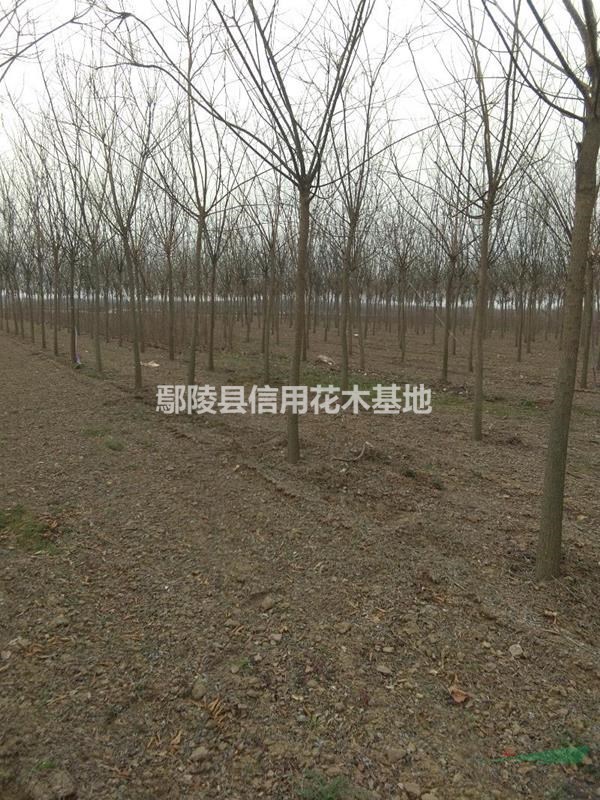 河南紅葉李，鄢陵紅葉李報(bào)價(jià)4公分12元