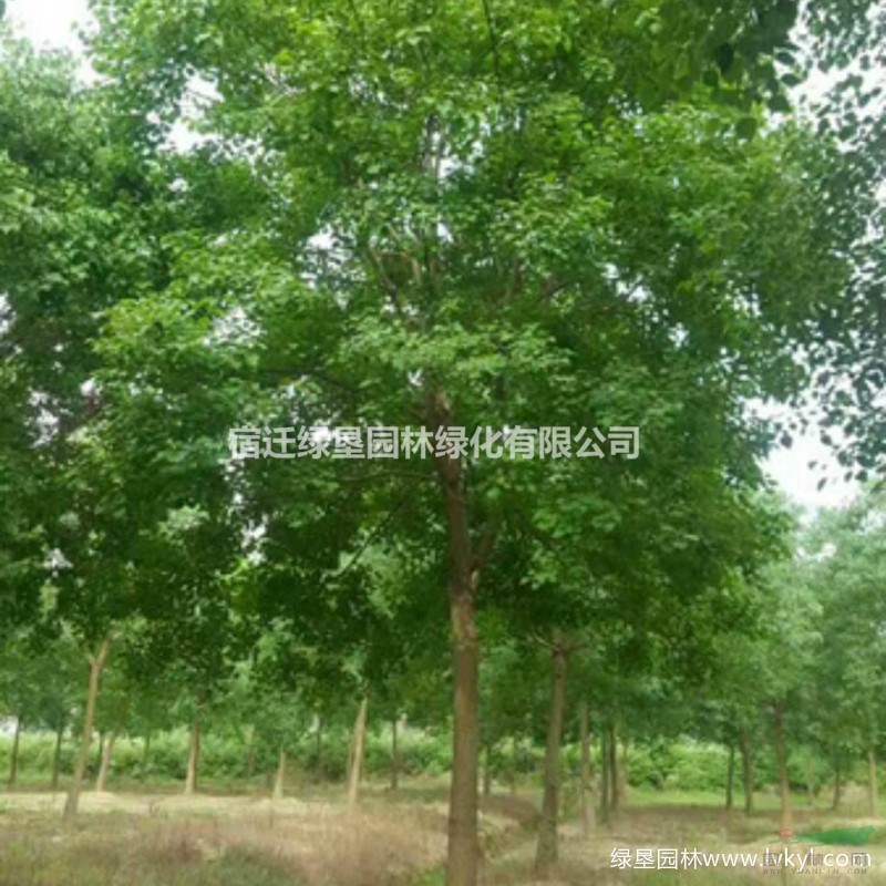 烏桕·烏桕圖片·烏桕種植基地