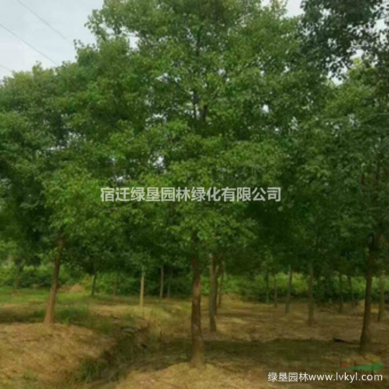 烏桕·烏桕圖片·烏桕種植基地