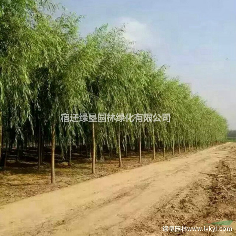楊柳·楊柳圖片·楊柳種植基地