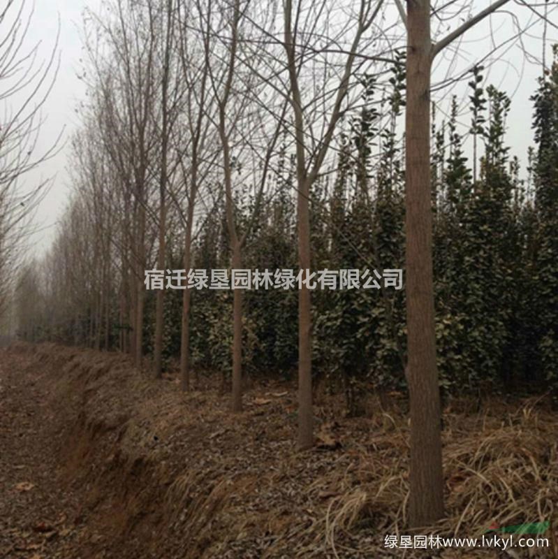 楊柳·楊柳圖片·楊柳種植基地