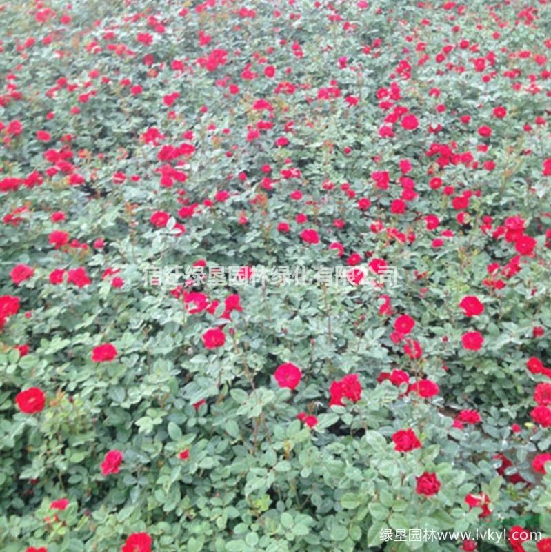 豐花月季·豐花月季圖片·豐花月季種植基地