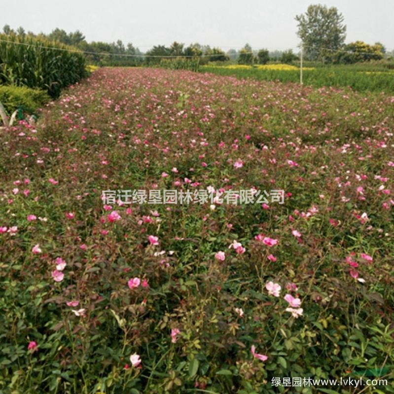 高桿月季·高桿月季圖片·高桿月季種植基地