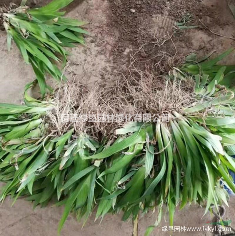 常绿鸢尾·常绿鸢尾图片·常绿鸢尾种植基地