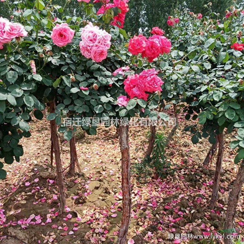 月季樹·月季樹種植基地·月季樹圖片
