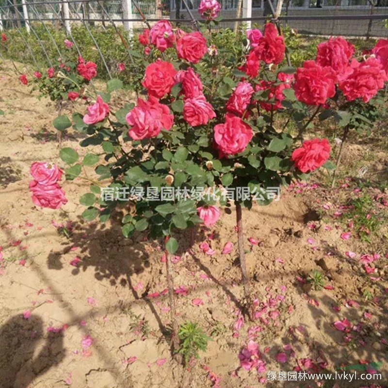 月季樹·月季樹種植基地·月季樹圖片