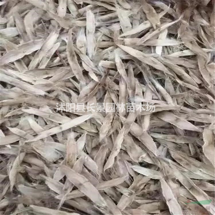 梓樹種子哪里有賣的？