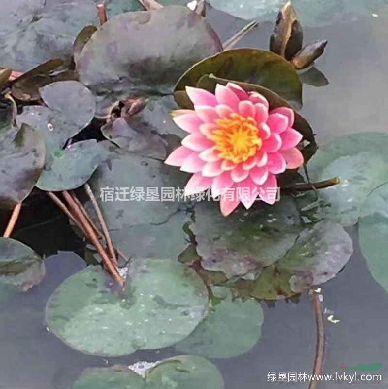 供應(yīng)優(yōu)質(zhì)睡蓮苗·睡蓮苗批發(fā)·優(yōu)質(zhì)睡蓮苗種植基地