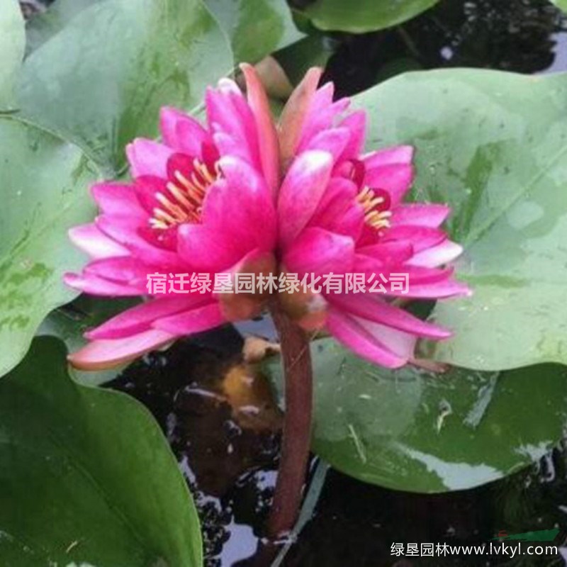 供應(yīng)優(yōu)質(zhì)睡蓮苗·睡蓮苗批發(fā)·優(yōu)質(zhì)睡蓮苗種植基地