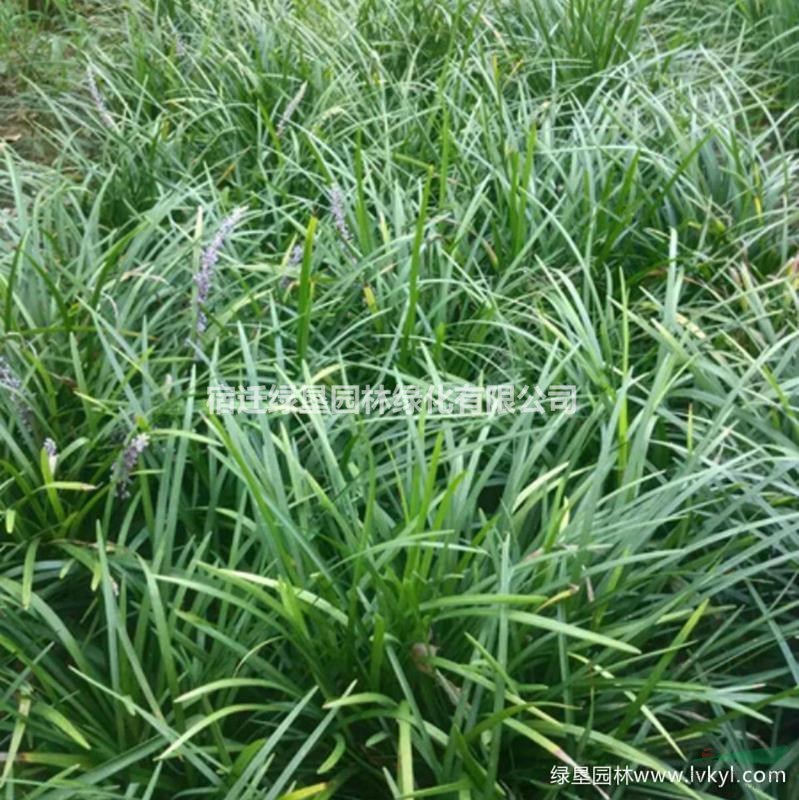 金邊沿階草·金邊沿階草圖片·金邊沿階草種植基地