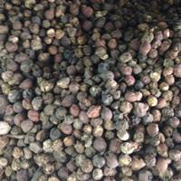 今年檀香树种子卖多少钱一斤？