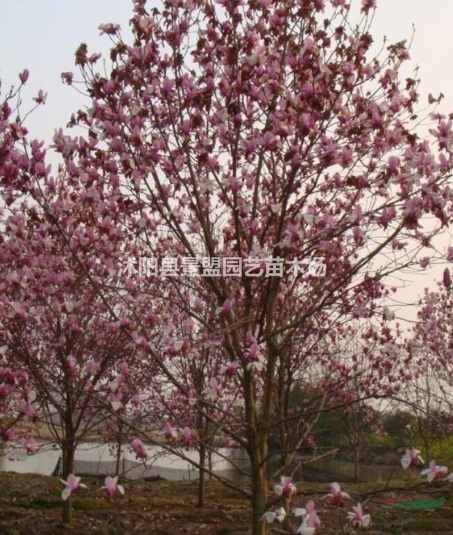 目前國(guó)內(nèi)的紫玉蘭市場(chǎng)價(jià)是多少？