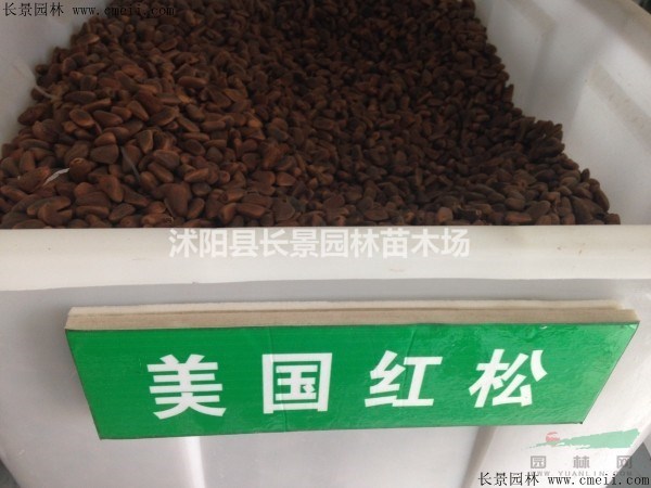 紅松種子今年多少錢一斤？