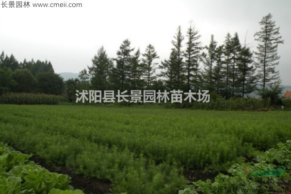 紅松種子今年多少錢一斤？