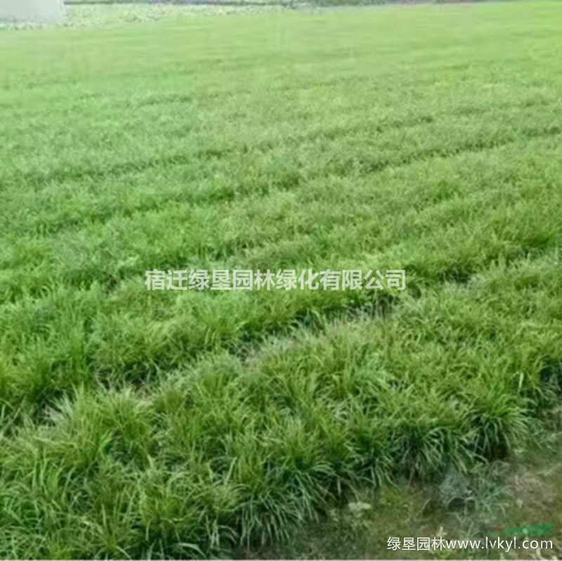 中葉麥冬草·中葉麥冬草圖片·中葉麥冬草種植基地