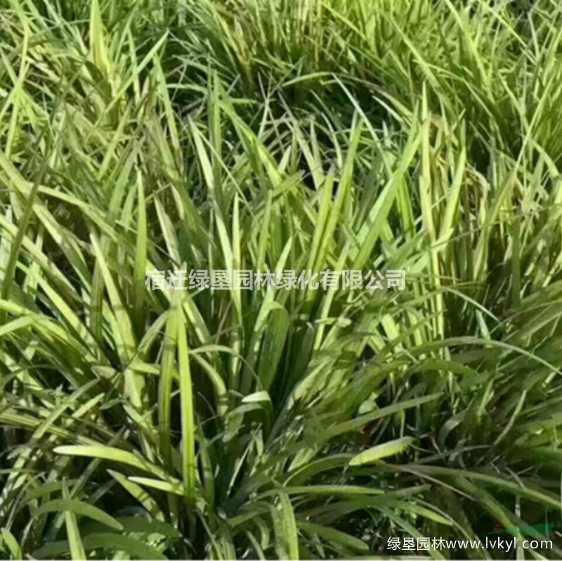 麥冬草·麥冬草圖片·麥冬草種植基地