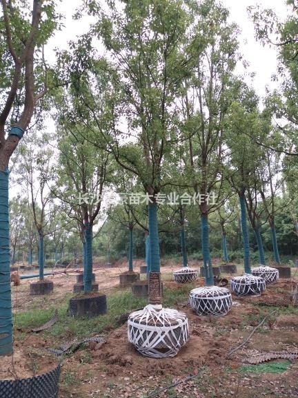 15-30公分控根容器香樟树，全冠香樟容器苗，批发香樟基地