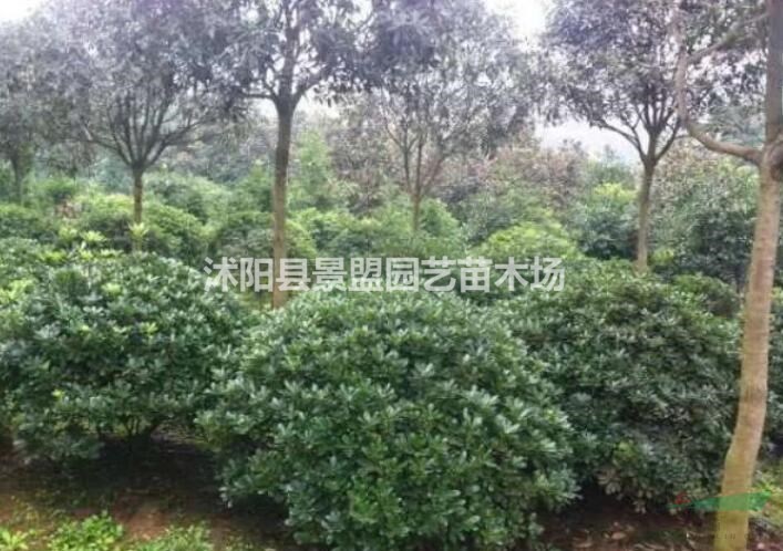 海桐球與冬青球有什么區(qū)別