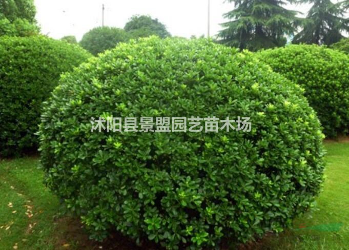 海桐球與冬青球有什么區(qū)別
