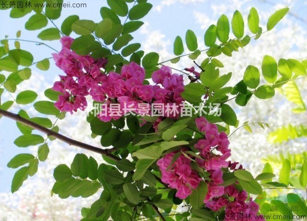 哪里賣紅花槐種子的？一斤多少錢？