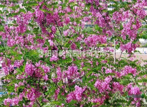 哪里賣紅花槐種子的？一斤多少錢？