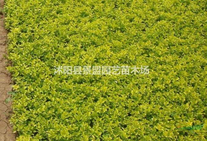 60-80公分冠幅的金葉女貞球多少錢一棵