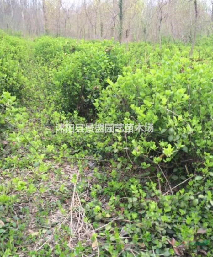 膠東衛(wèi)矛球價格表
