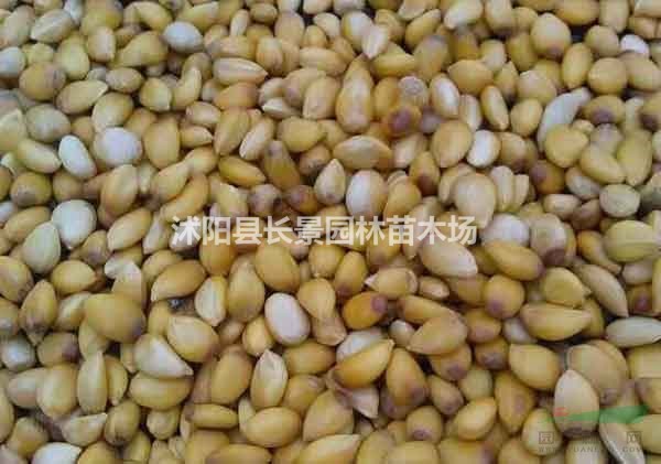 香泡種子批發(fā)什么價格?